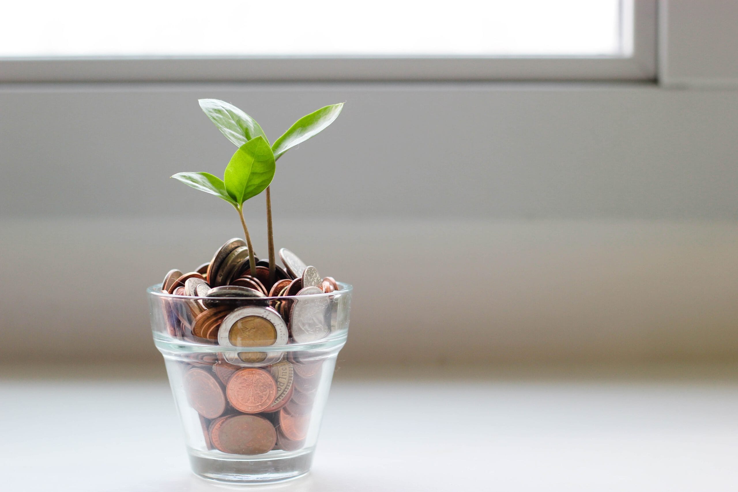 Eine Pflanze, die aus einem mit Münzen gefüllten Glas wächst und Wachstum und Potenzial für Startups symbolisiert.